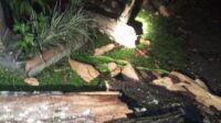 Serpihan pohon tumbang yang menimpa tiang listrik. (Foto: Ambang)