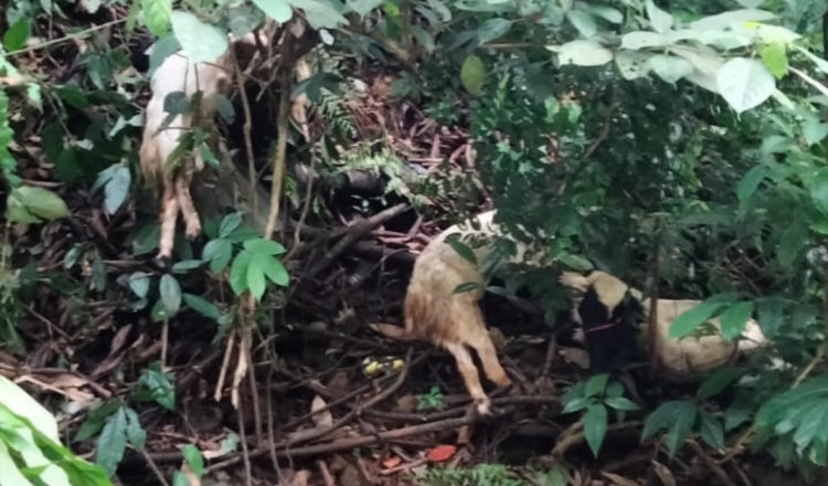 Kambing yang ditemukan mati misterius (Foto: Istimewa)