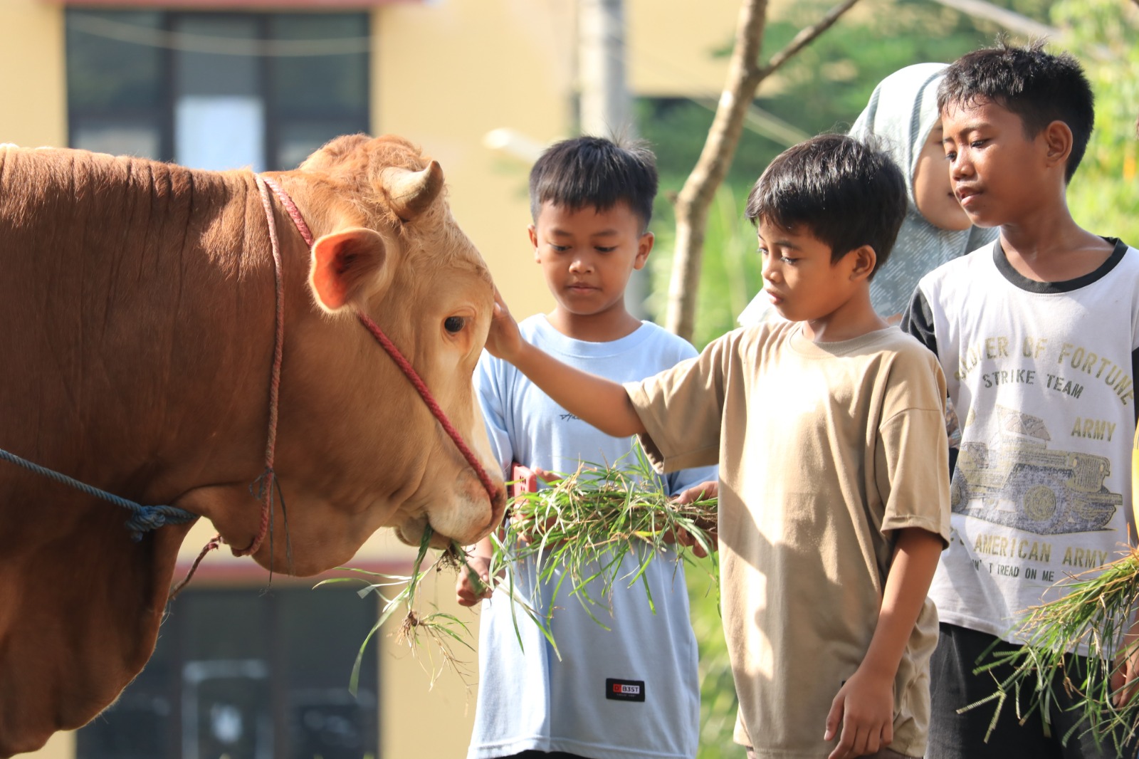 Sapi kurban dari UIN KHAS Jember. (Foto: Ambang)