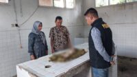 Mayat bayi perempuan hendak diperiksa di RSD dr Soebandi. (Foto: Dokumentasi Polsek Tanggul)