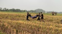 Proses evakuasi jenazah Lansia di sekitar Sungai Ajung, Sabtu (8/2/2025). (Foto: Abdus Syakur)