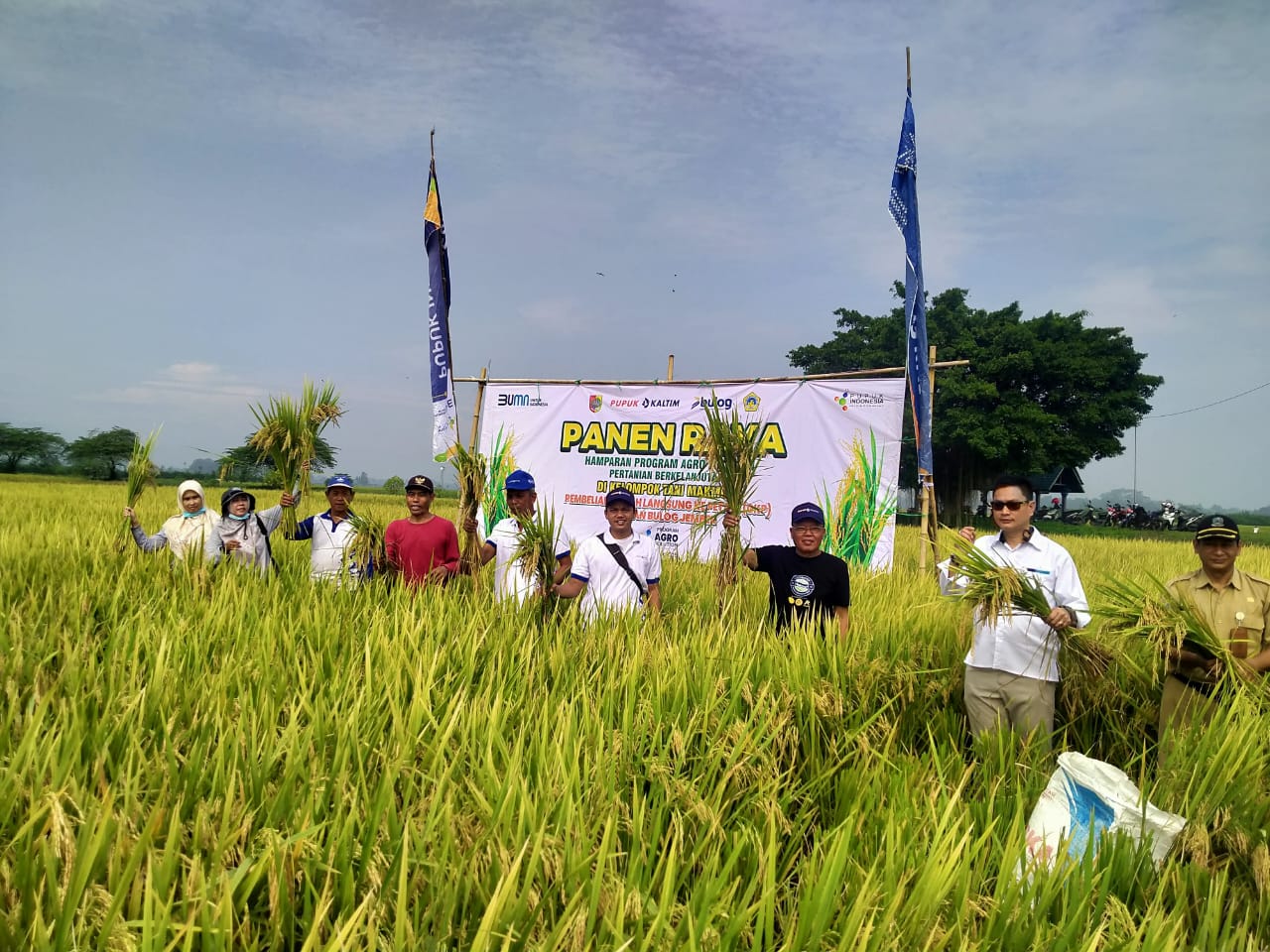 Bulog Jember dan kelompok tani memanen padi. (Foto: Teamwork)