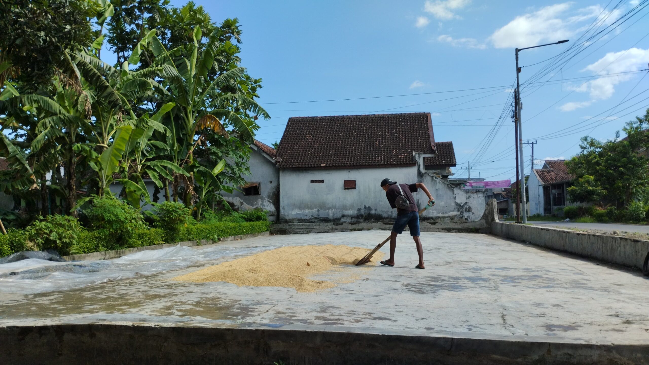 Salah satu petani di Kecamatan Jenggawah, yang sedang menjemur padinya. (Foto: Fadli/Jurnalbangsa).