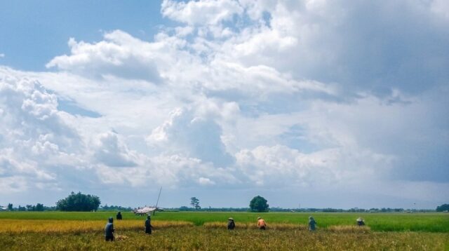 Petani di Kecamatan Jenggawah, Jember, saat di sawah (Foto: Istimewa).