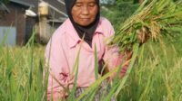 Petani yang sedang memanen padinya di sawah (Foto: Istimewa).