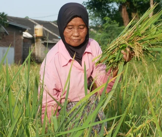 Petani yang sedang memanen padinya di sawah (Foto: Istimewa).