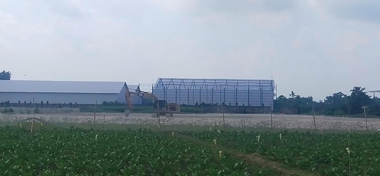 Tampak satu alat berat berjenis eskavator sedang beroperasi di tengah lahan sawah pertanian warga Jambearum, Kecamatan Puger, Jember (Foto: Istimewa).